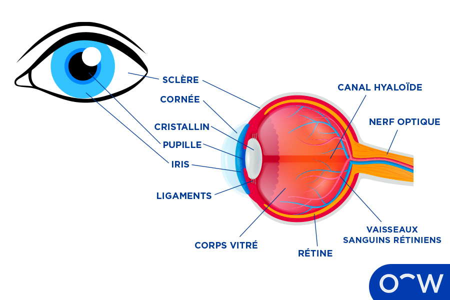 L’œil : définition, mode d’action, anatomie et fonctions