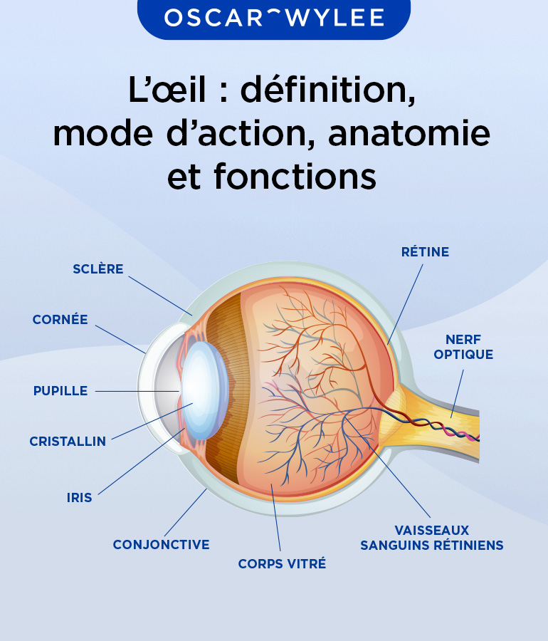 L il D finition Mode D action Anatomie Et Fonctions