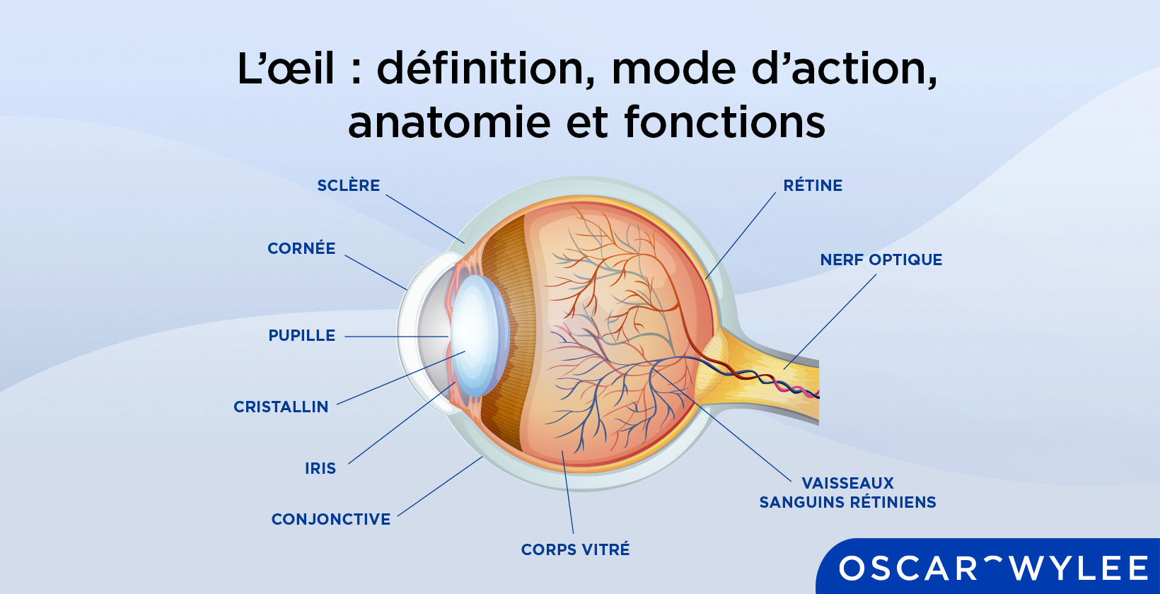 Anatomie de l’œil