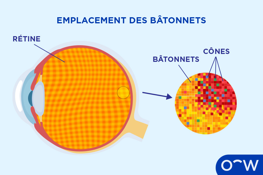 Image d'un œil, indiquant l'emplacement de la rétine et celui des bâtonnets et des cônes.
