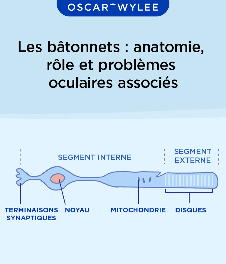 Le rôle des bâtonnets et des cônes
