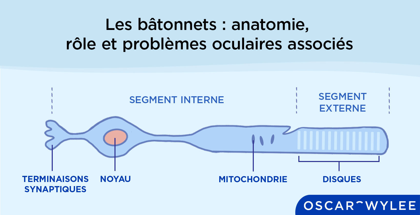 Le rôle des bâtonnets et des cônes