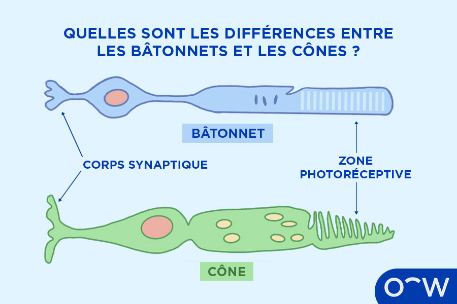 Schéma d'un bâtonnet et d'un cône, illustrant les différences visuelles de leurs structures.