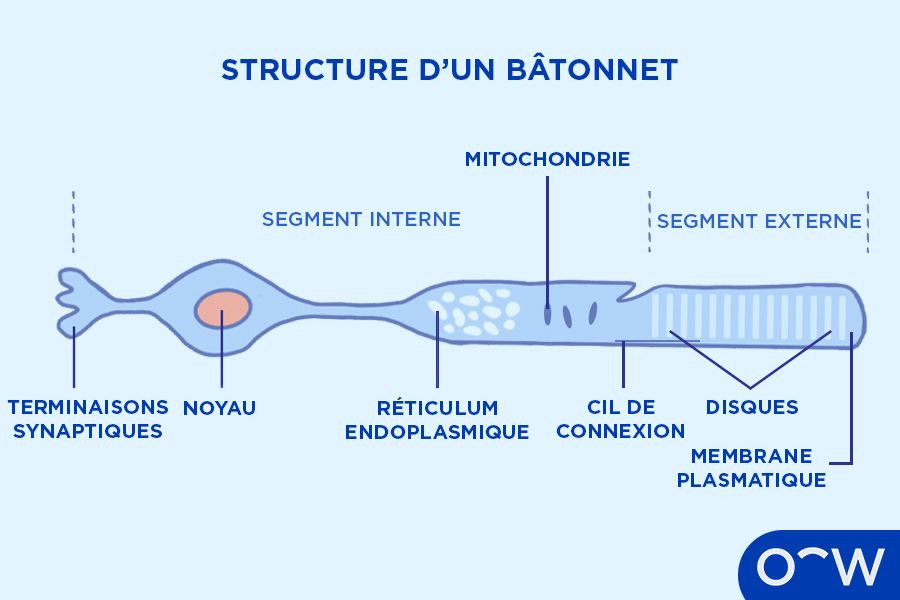 Diagramme illustrant les différentes zones du bâtonnet.