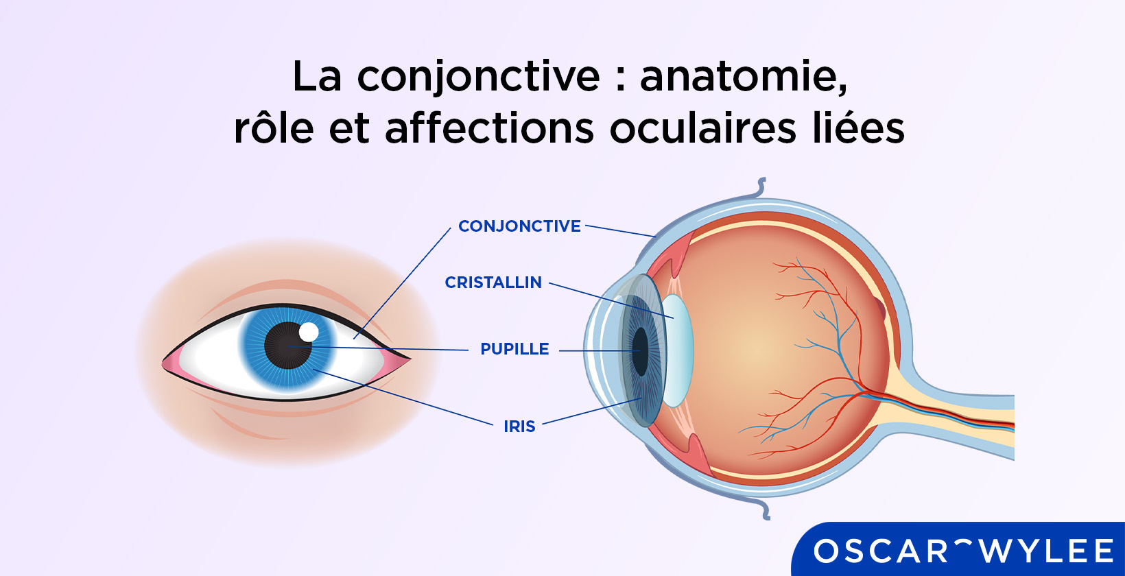 Le rôle de la conjonctive