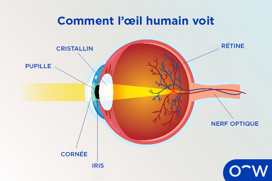 Un schéma illustrant le processus de vision de l’œil humain.