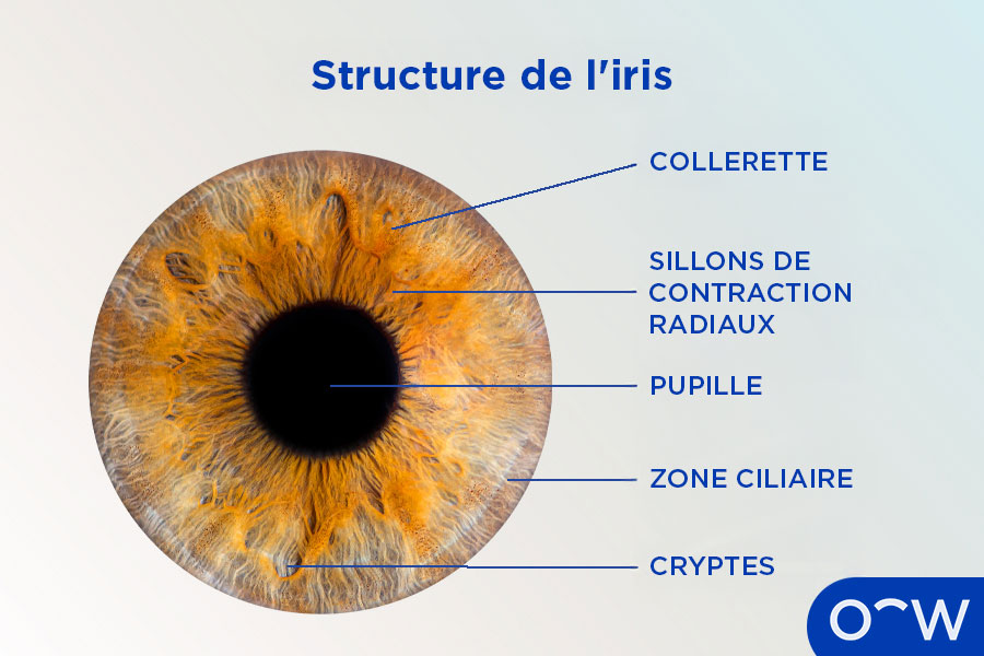 Un schéma de l’œil illustrant la structure de l’iris