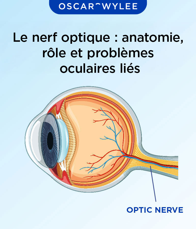 Anatomie du nerf optique