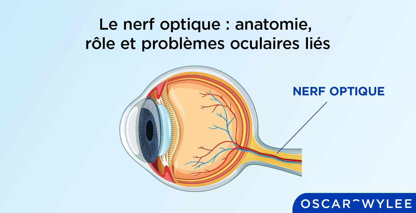 Anatomie du nerf optique