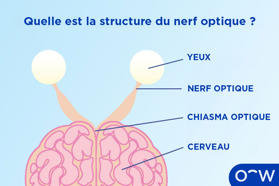 Un schéma montrant la connexion des yeux au nerf optique, puis au chiasma optique, puis au cerveau, illustrant la structure du nerf optique.