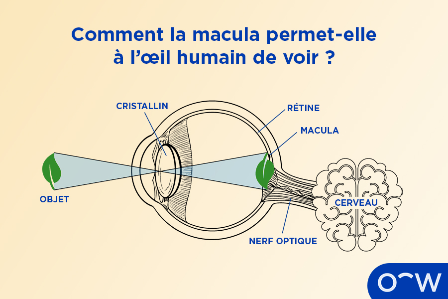 Un schéma illustrant la manière dont la lumière pénètre dans l’œil à travers le cristallin, touche la rétine et la macula, pour être ensuite transmise au cerveau qui la transforme en images vues par les yeux. 