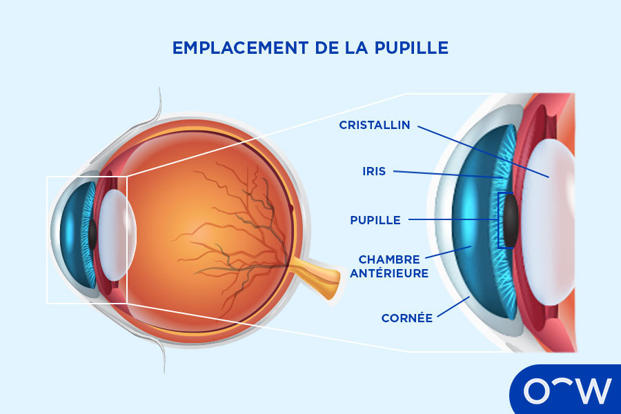 La pupille : anatomie, rôle et affections oculaires liées
