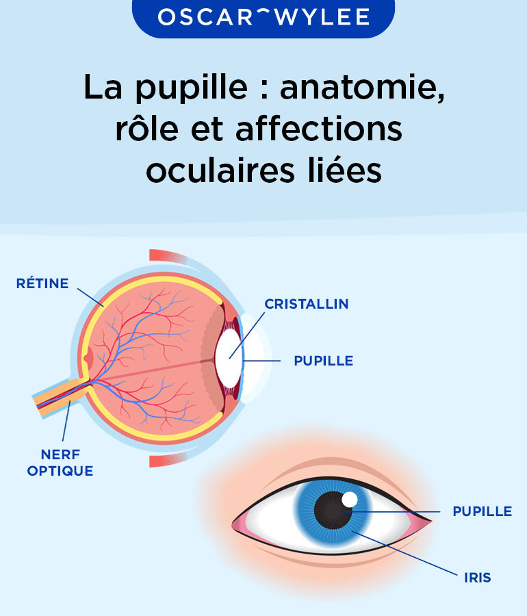 pupille-puaccessory La pupille : anatomie, rôle et affections oculaires liées