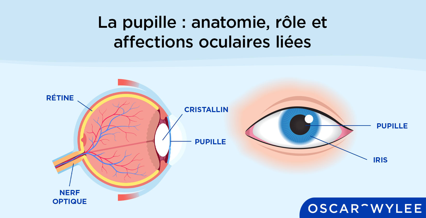 La pupille des yeux.