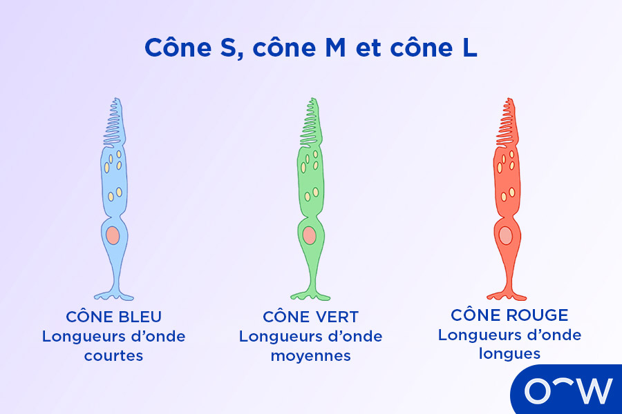Schéma de cônes rouges, bleus et verts