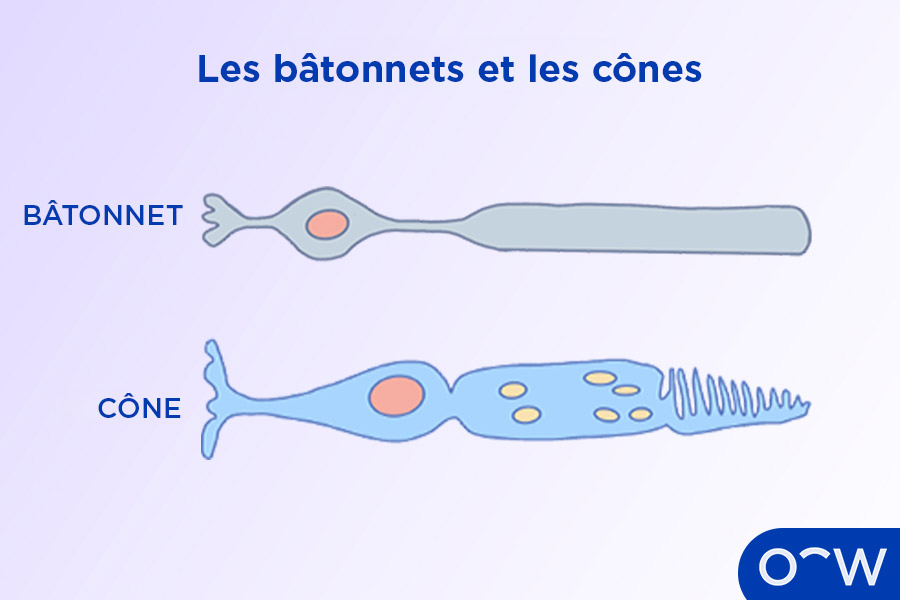 Illustration montrant un batonnet a gauche et un cone a droite.