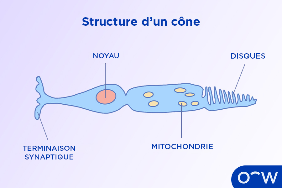 Un diagramme illustrant les disques, la mitochondrie, le noyau et la terminaison synaptique d'une cellule