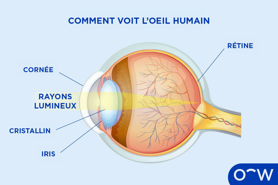 Schéma d'un globe oculaire recevant la lumière à travers la cornée.