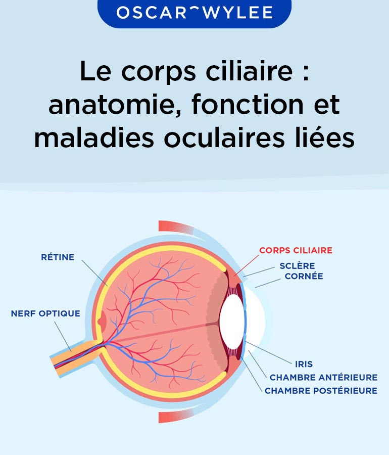 Le corps ciliaire