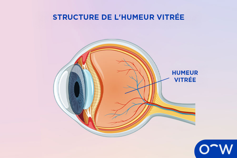 Un schéma illustrant l'humeur vitrée à l'intérieur du globe oculaire.