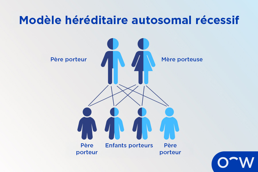 Une image graphique montrant des lignes et des chiffres colorés indiquant les liens génétiques de la rétinite pigmentaire