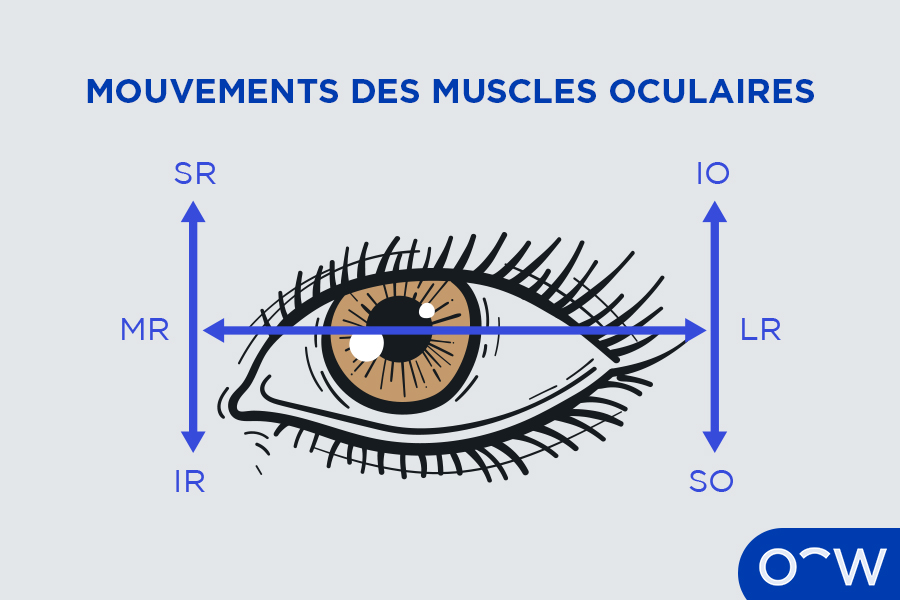 Un dessin des yeux avec des flèches indiquant les différentes
            directions où ils peuvent se déplacer