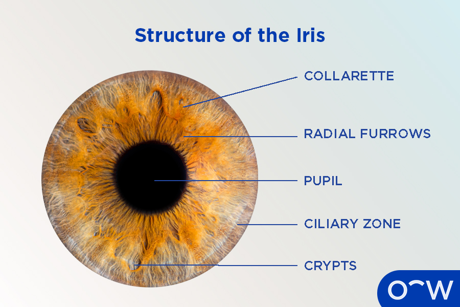 A diagram of the eye labelling the structure of the iris.