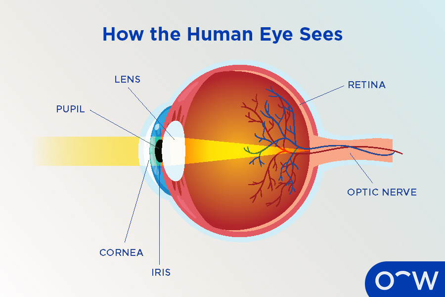 A diagram demonstrating how the human eye sees.