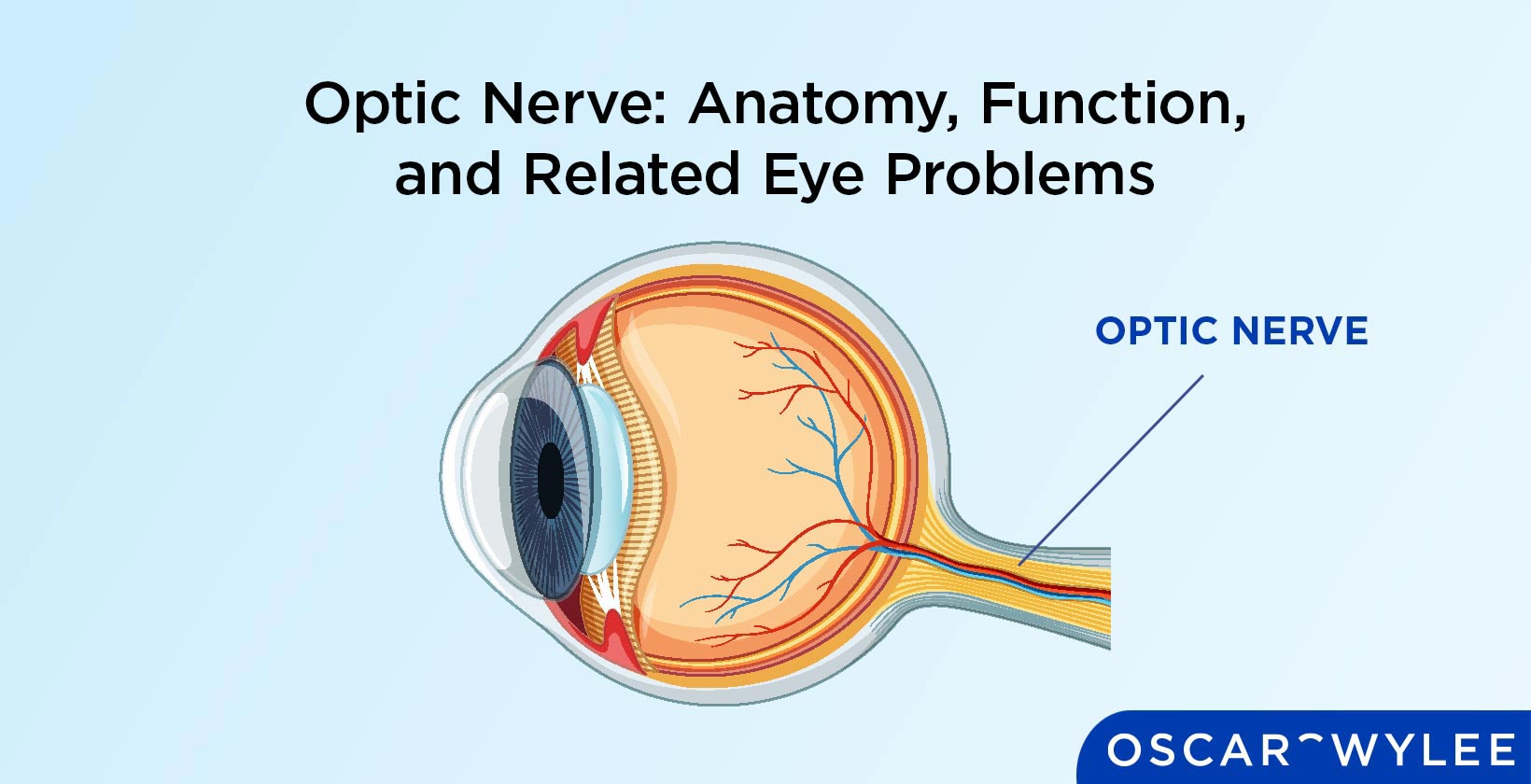 Optic Nerve Anatomy