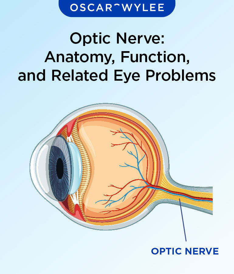 Optic Nerve Anatomy