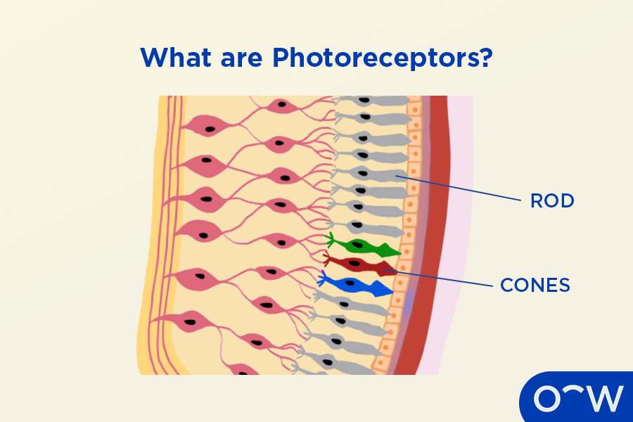 A cross-section of an eye, and a close-up of the photoreceptors cone and rods.