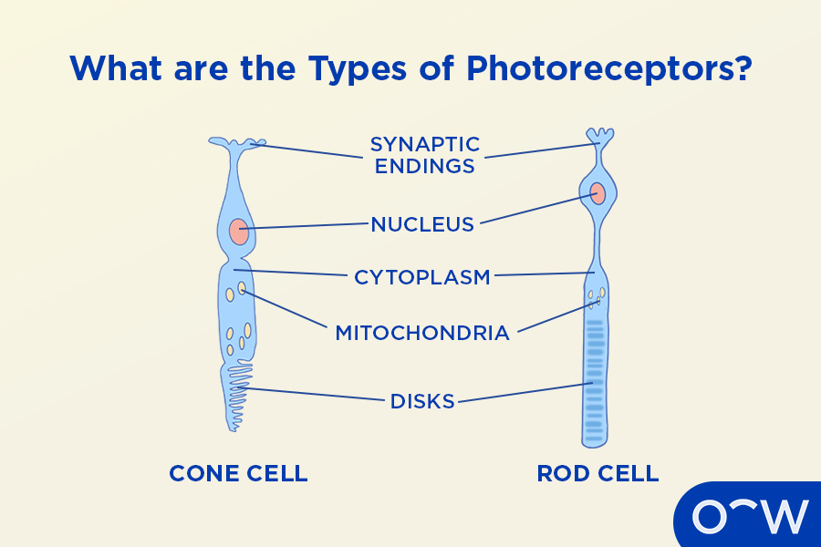 A diagram of the photoreceptors, rod,s and cones, located in the retina.