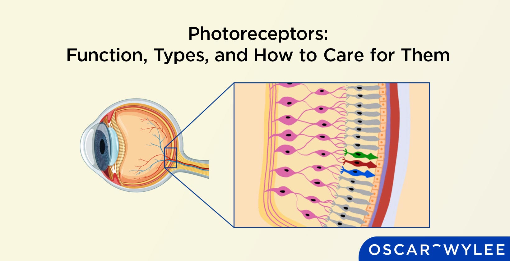 Photoreceptors