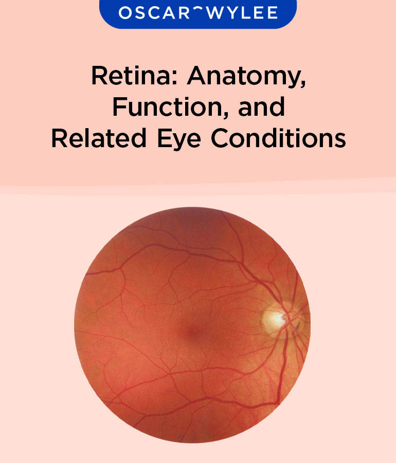 Retina Function.