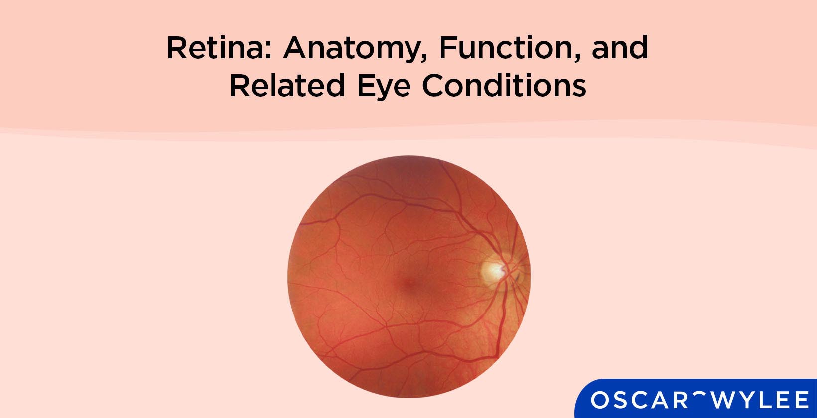 Retina Function.