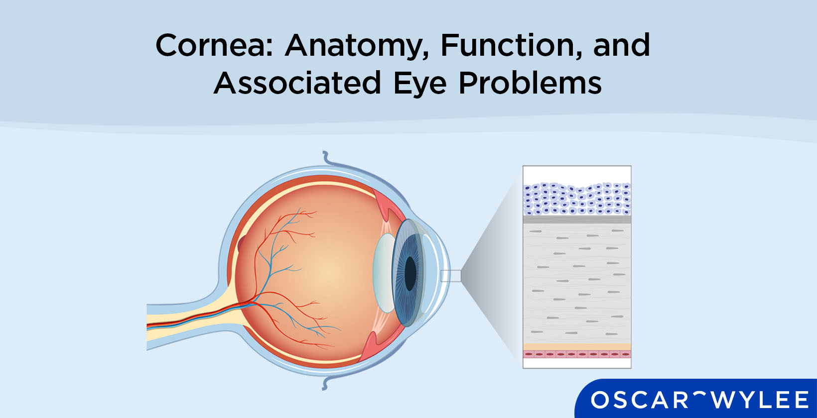 Cornea