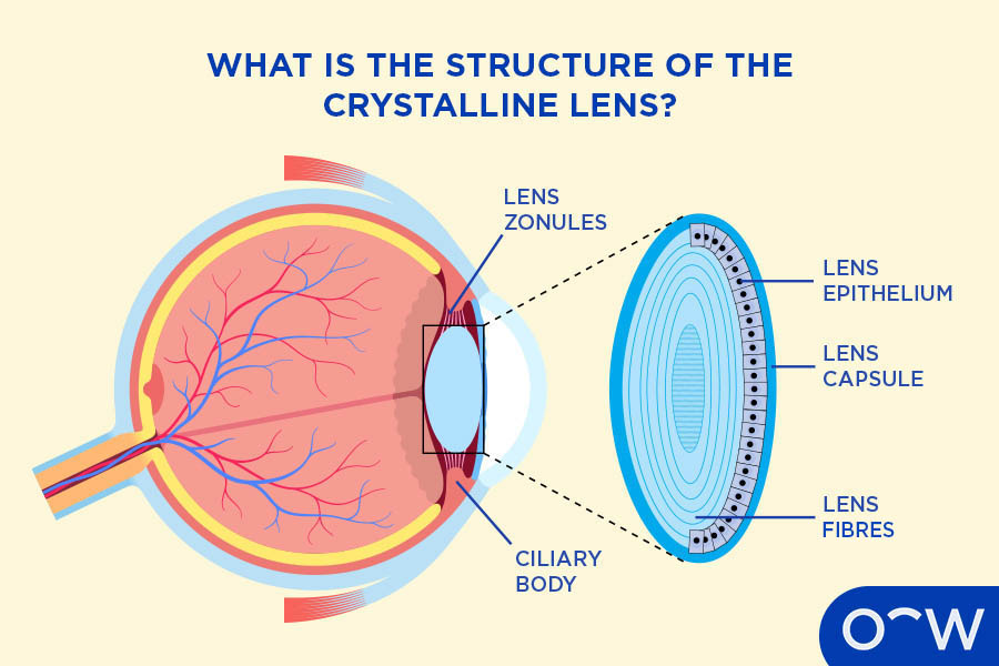 A cross-section showing the different parts of the lens, including the lens epithelium, the lens fibres and the lens capsule.