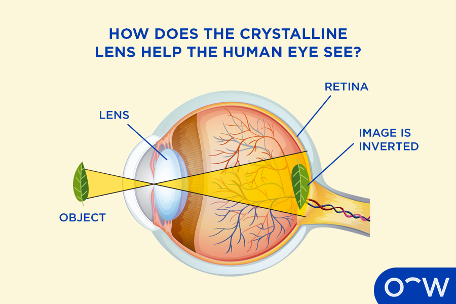 A cross-section showing how the crystalline lens helps the human eye see, by focusing light on the retina.